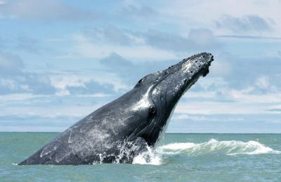 Baleine à Bosse Las Galeras Samaná